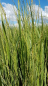 Preview: Panicum virgatum "Northwind" - (Riesen-Rutenhirse "Northwind"),
